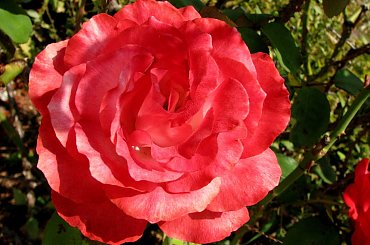 Jesienne nastroje #kanny #roze #cisy #dynie #chryzantemy