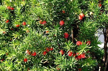 Jesienne nastroje #kanny #roze #cisy #dynie #chryzantemy