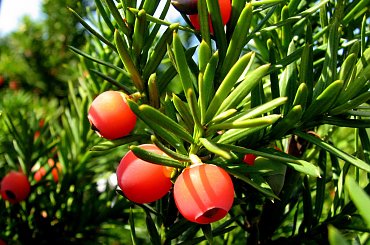 Jesienne nastroje #kanny #roze #cisy #dynie #chryzantemy