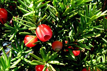 Jesienne nastroje #kanny #roze #cisy #dynie #chryzantemy