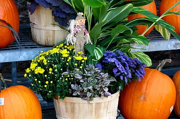 Jesienne nastroje #kanny #roze #cisy #dynie #chryzantemy