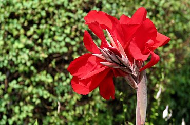 Jesienne nastroje #kanny #roze #cisy #dynie #chryzantemy