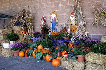 Jesienne nastroje #kanny #roze #cisy #dynie #chryzantemy