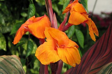 Jesienne nastroje #kanny #roze #cisy #dynie #chryzantemy