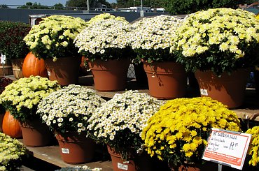 Jesienne nastroje #kanny #roze #cisy #dynie #chryzantemy