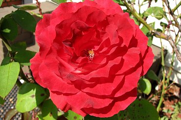 Jesienne nastroje #kanny #roze #cisy #dynie #chryzantemy