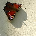 Rusałka pawik #owady #przyroda #natura #flora #fauna #rusałka #pawik #motyle
