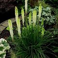 Kniphofia 'Little Maid'