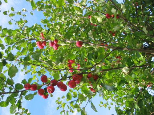jagodowa owocuje