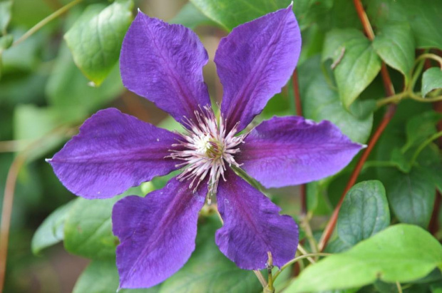 Clematis w słońcu