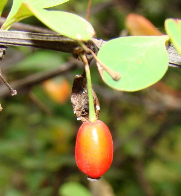 berberys-owocujący żywopłot #rośliny