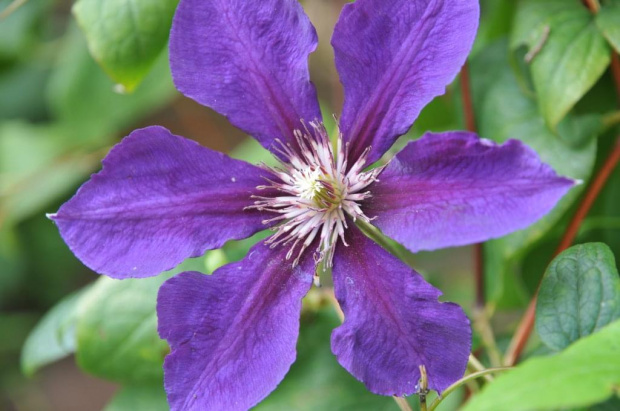 Clematis w słońcu