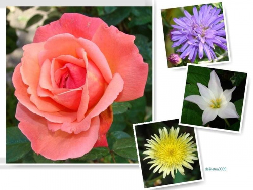 collage w moim wykonaniu , oczywiście z mojego ogródka #kwiaty #natura