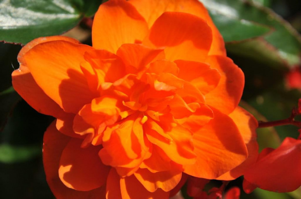 Ognista begonia