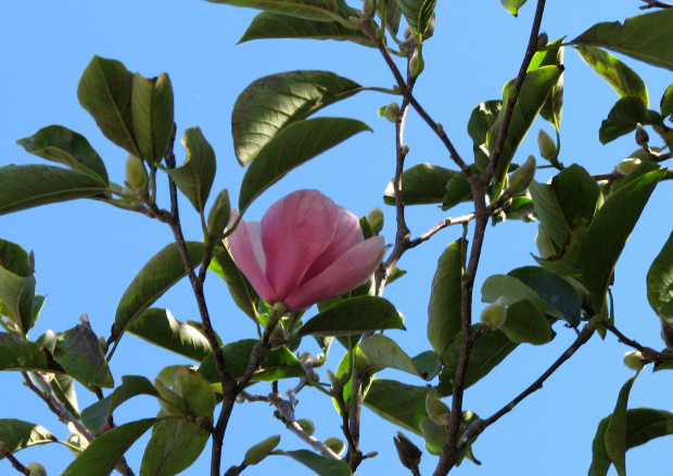 Trzecie kwitnienie #magnolia