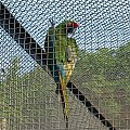#zoo #papuga #ptaki