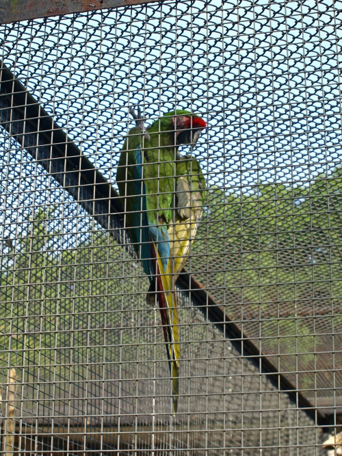 #zoo #papuga #ptaki