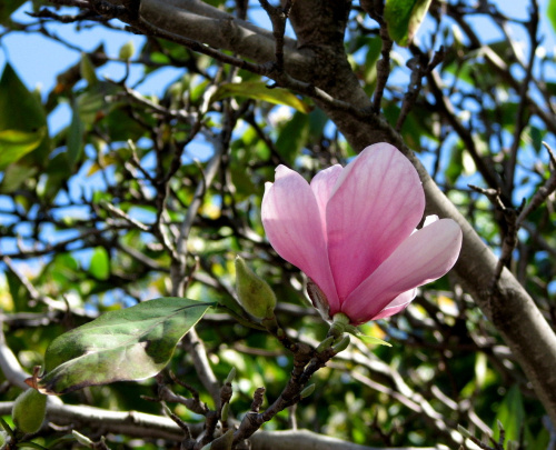 Trzecie kwitnienie #magnolia