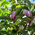 Trzecie kwitnienie #magnolia