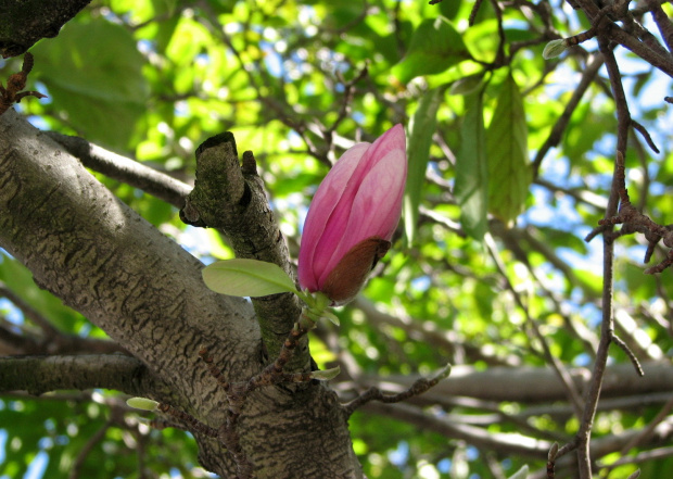 Trzecie kwitnienie #magnolia