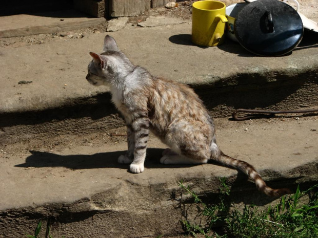 kociaki w Tarze #Fundacja #Tara #Nieszkowice #Scarlet