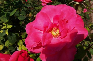 dla "judaszek" z najlepszymi zyczeniami urodzinowymi - Wszystkiego najlepszego !!!!!!!!!!! #urodziny