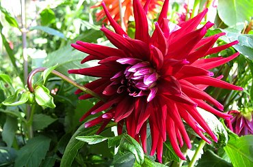 dla Teeni na urodziny życzeniami 100 lat ... #kwiaty #dalie #życzenia #ogród