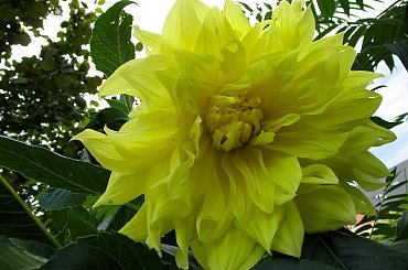 dla judaszek na urodziny z życzeniami: pomyślności ... #życzenia #kwiaty #dalie #ogród