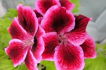 dla terii na urodziny z życzeniami 100 lat ... **** ulub. inka47 **** #kwiaty #pelargonie