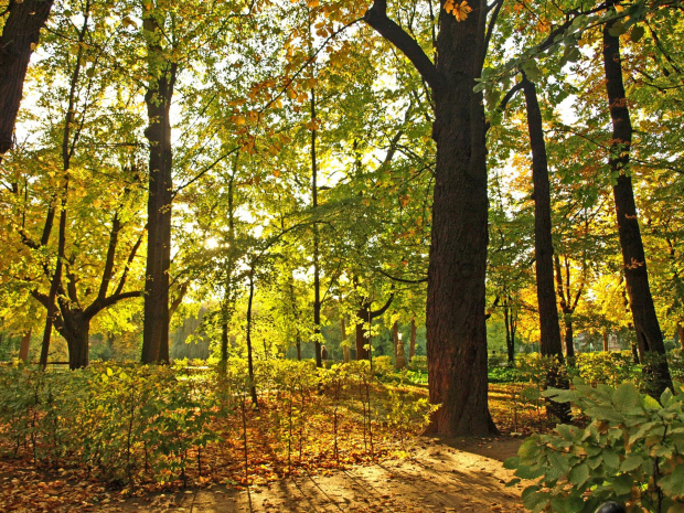 Łazienki Królewskie #jesień #liście #park