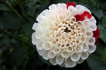 ... jesiennie ... #kwiaty #dalie #ogród