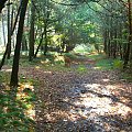 widoki