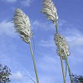 Cortaderia seolana 'Pumila'