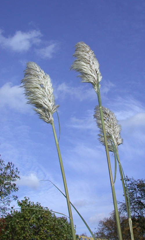 Cortaderia seolana 'Pumila'