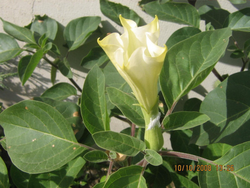 datura ogrodowa