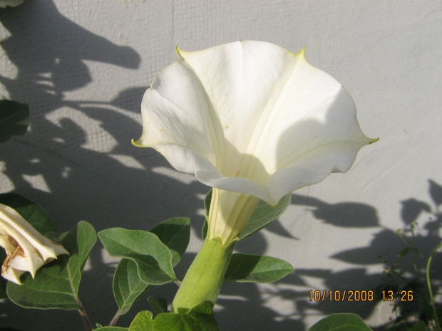 datura ogrodowa