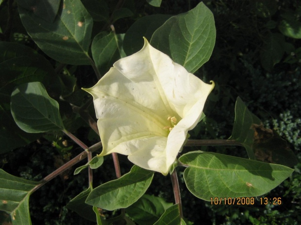 datura ogrodowa