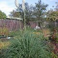 Cortaderia seolana 'Pumila'