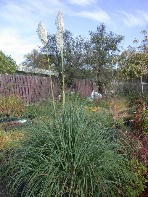 Cortaderia seolana 'Pumila'