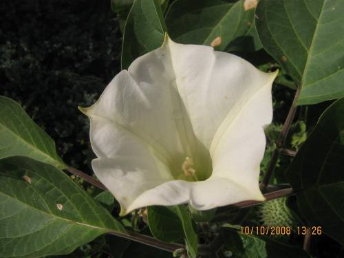 datura ogrodowa