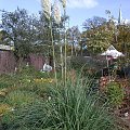 Cortaderia seolana 'Pumila'