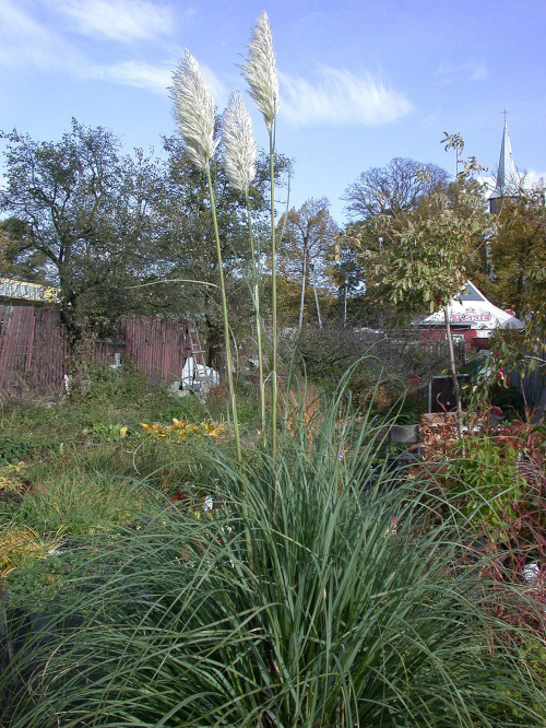 Cortaderia seolana 'Pumila'