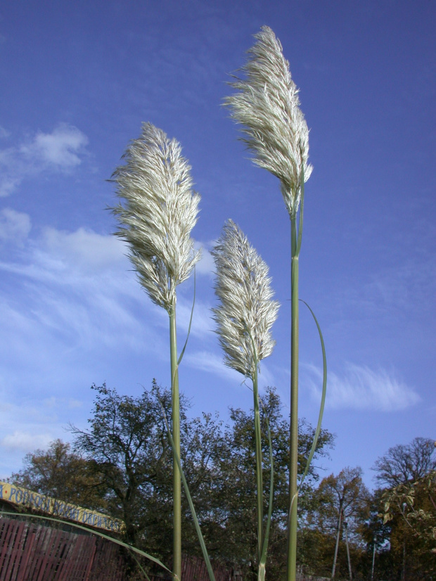 Cortaderia seolana 'Pumila'