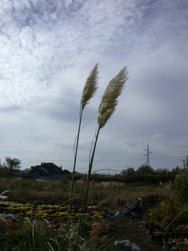 Cortaderia seolana 'Pumila'