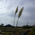 Cortaderia seolana 'Pumila'