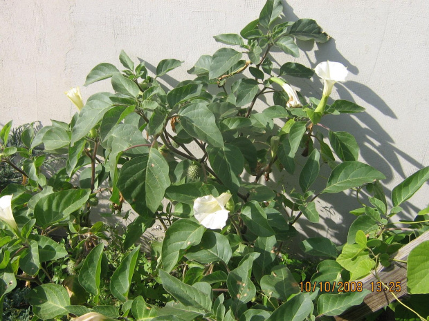 datura ogrodowa