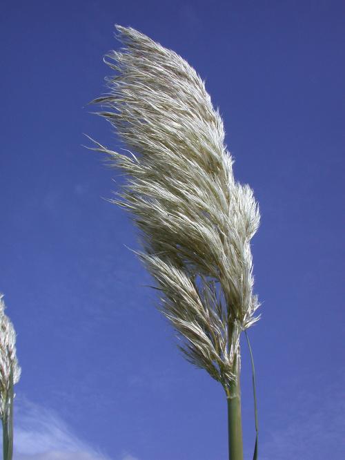 Cortaderia seolana 'Pumila'