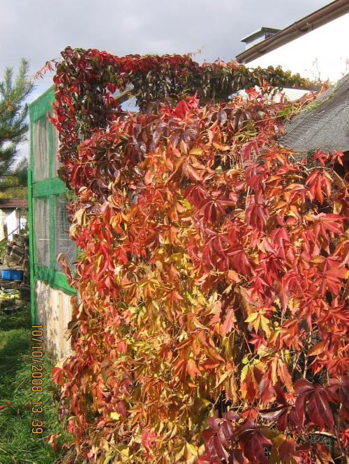 winobluszcz pięcioklapowy na wolierze jesienią