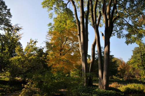 Barwy jesieni - ogrod botaniczny w Poznaniu