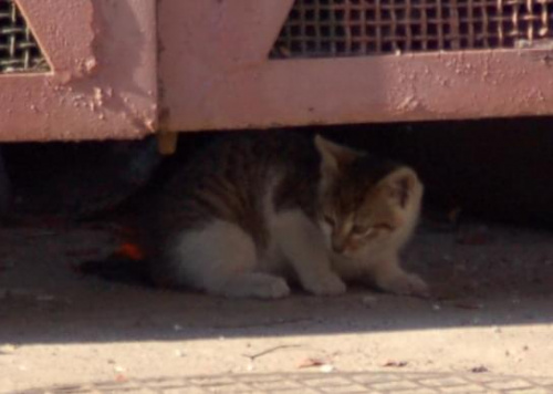 Ten maluch jest bardzo ostrożny, boi się wyść z ukrycia. #koty
